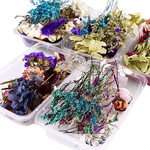 Amazon.com: 1 Box Natural Dried Flower Dry Plants Real Flowers .