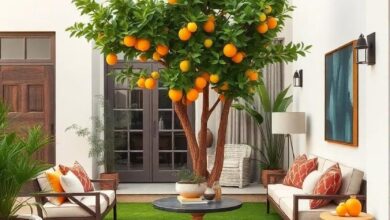 A Charming Front Yard Oasis: Embracing the Magic of Dwarf Citrus Groves