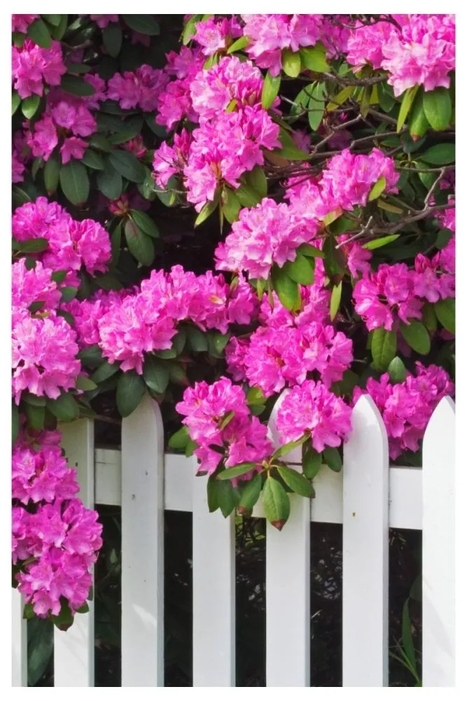 Native Wildflower Beds Along Fences