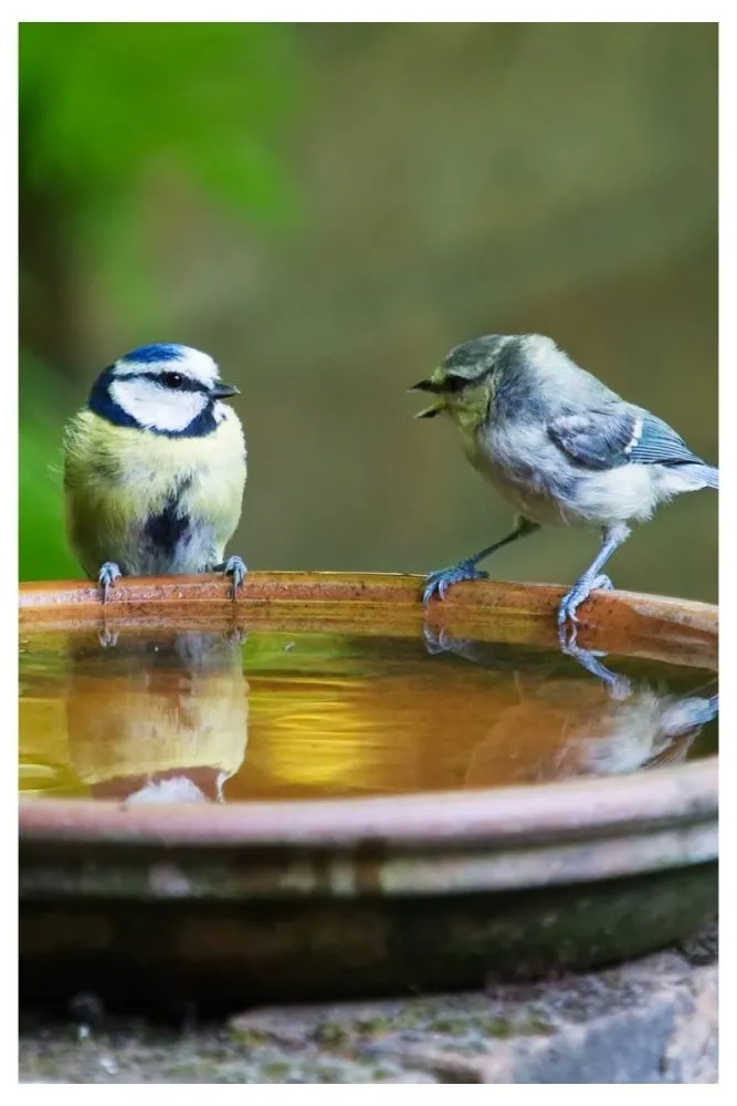 Terracotta Bowl on Reclaimed Bricks Bird Bath