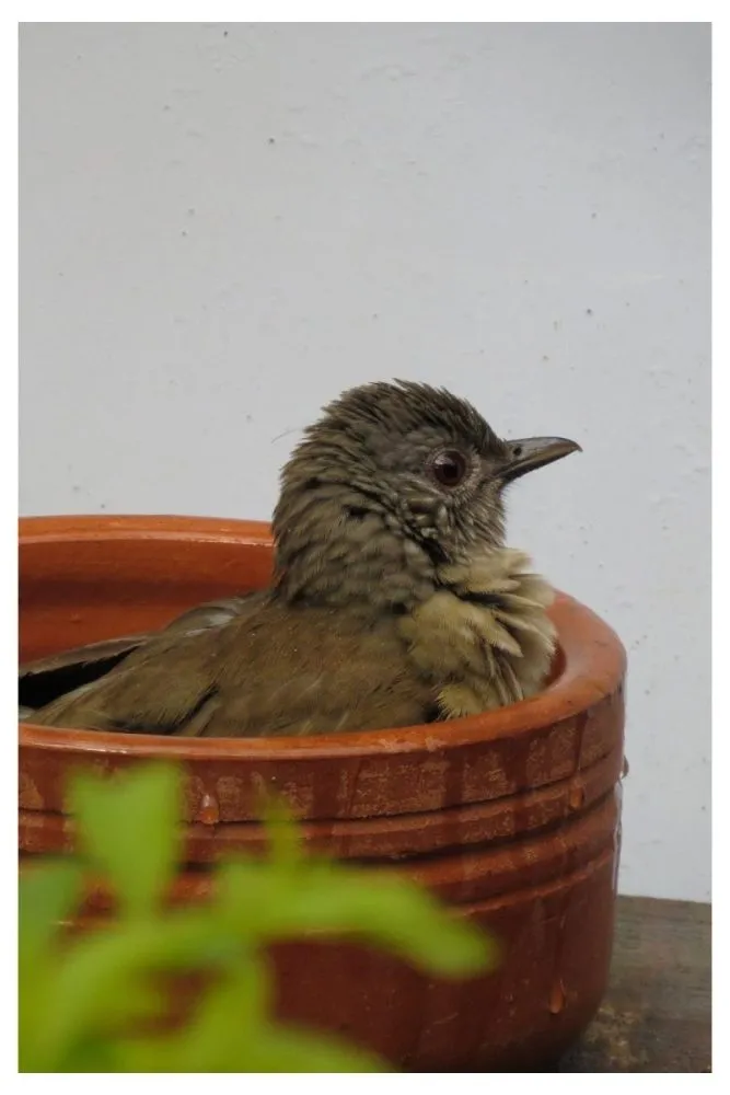 Reclaimed Wood Basin Bird Bath
