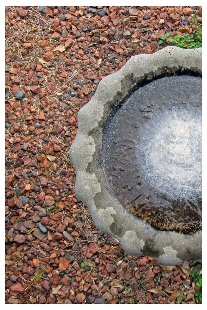 Ground-Level Basin Bird Bath