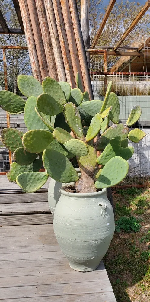 Cacti and succulents in pots on porch