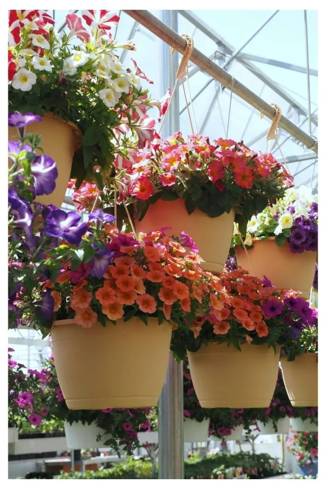 Metal buckets hanging on wall hooks