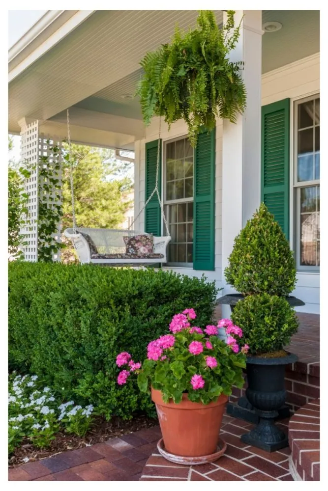 Flowering herbs in pots