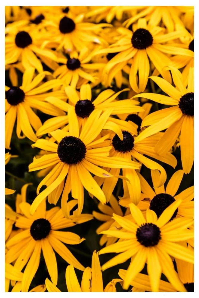 Black Eyed Susans bright flowers for summer