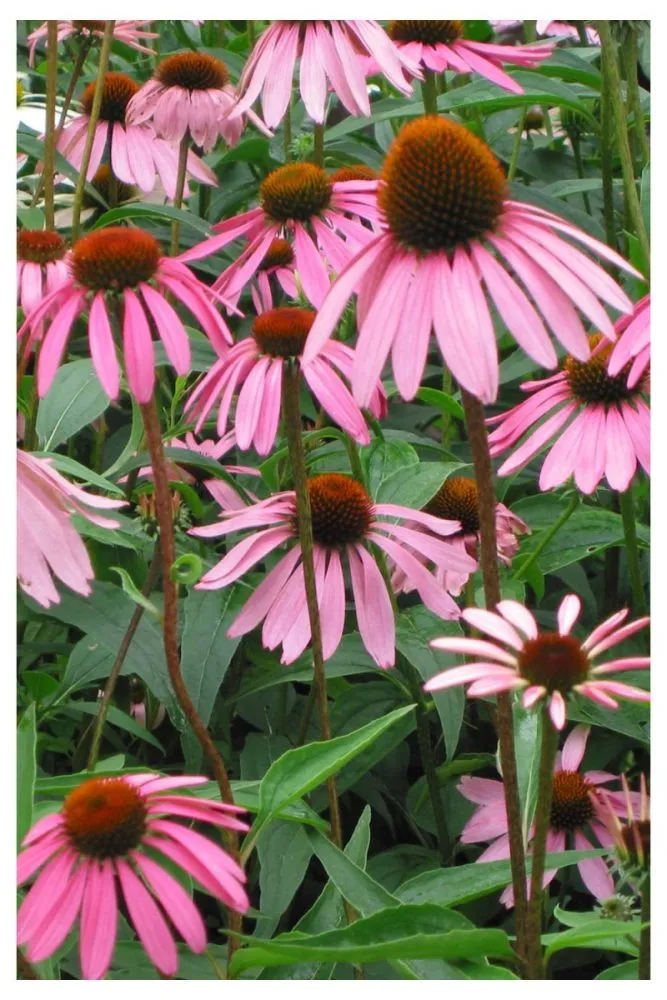 Coneflowers bright flowers for summer