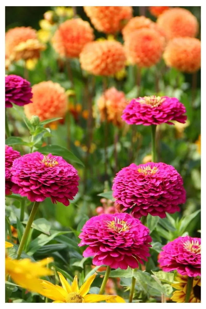 Dahlias bright flowers for summer