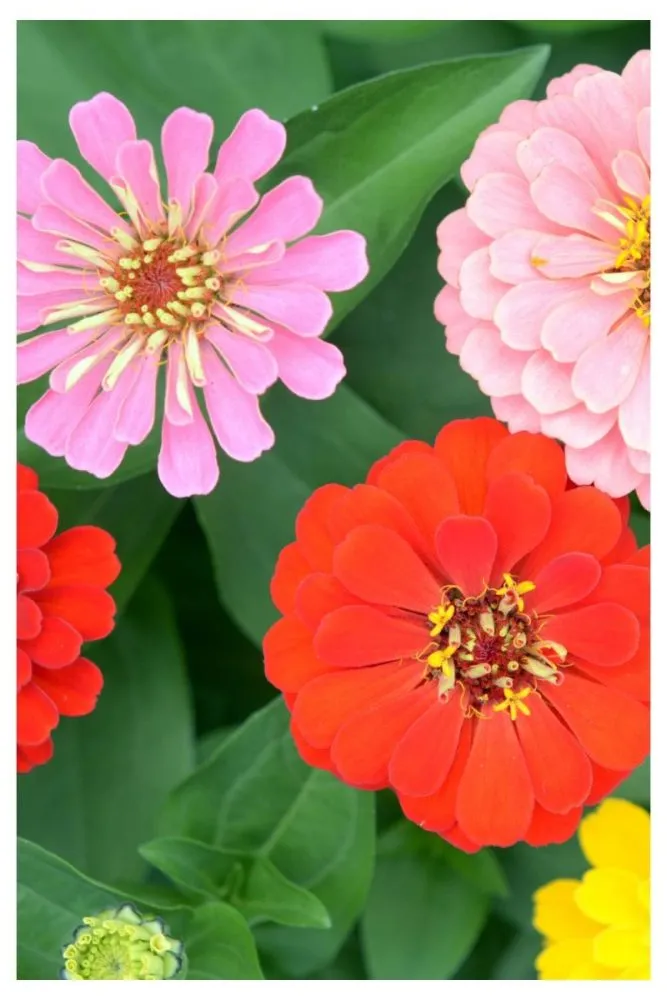 Zinnias bright flowers for summer