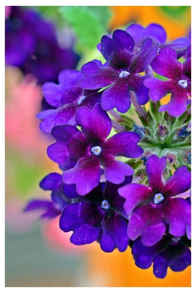 Verbena bright flowers for summer