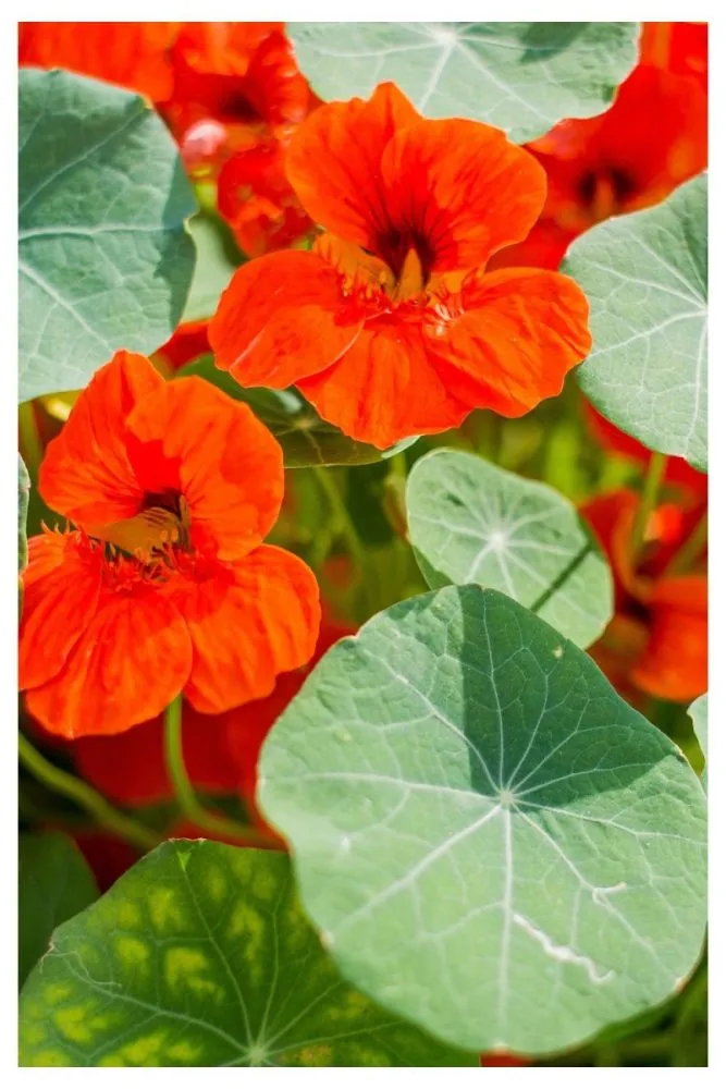 Nasturtiums bright flowers for summer
