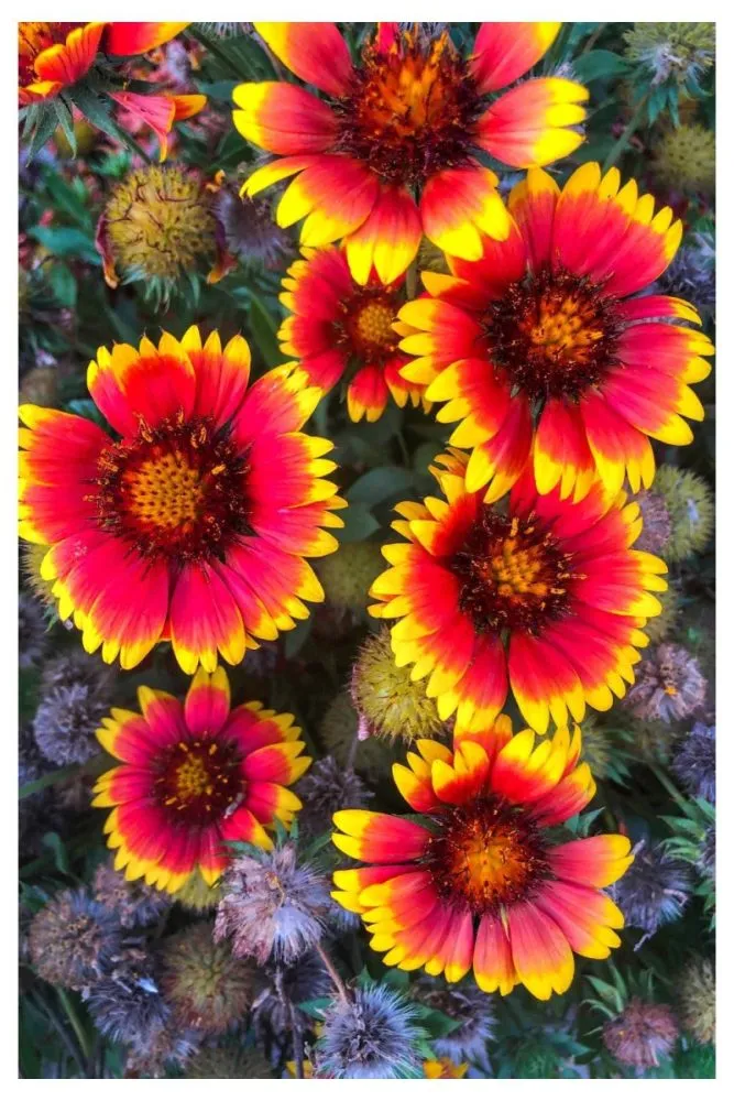 Blanket Flower bright flowers for summer