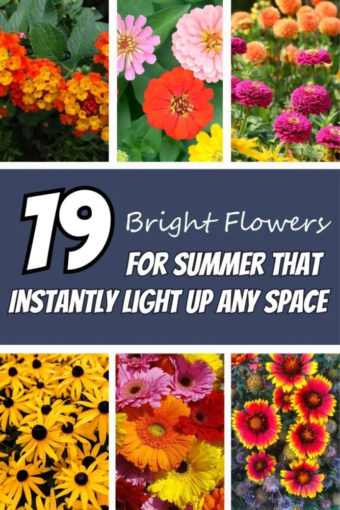 19 Bright Flowers for Summer That Instantly Light Up Any Space