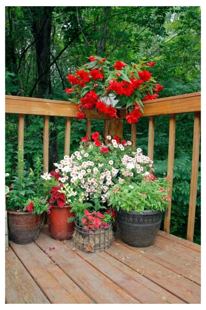 Porch steps lined with flower pots