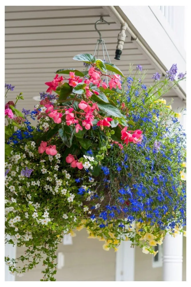 Hanging baskets with trailing petunias
