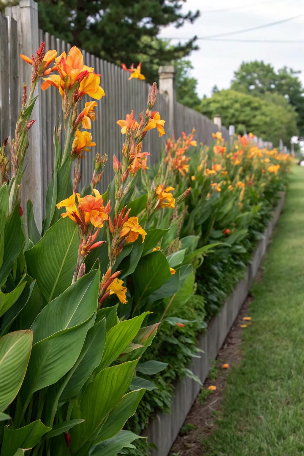 Canna lilies used as a natural privacy barrier.