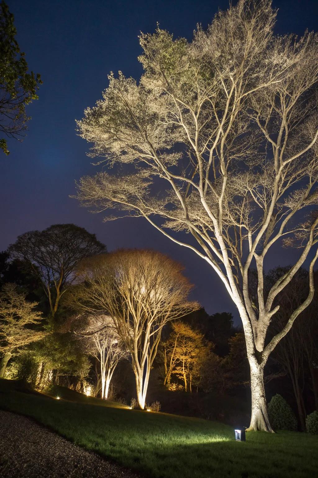 Uplighting accentuates the beauty of garden trees and plants.