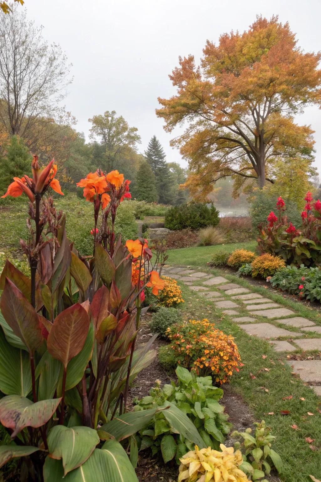 Canna lilies providing color during seasonal shifts.