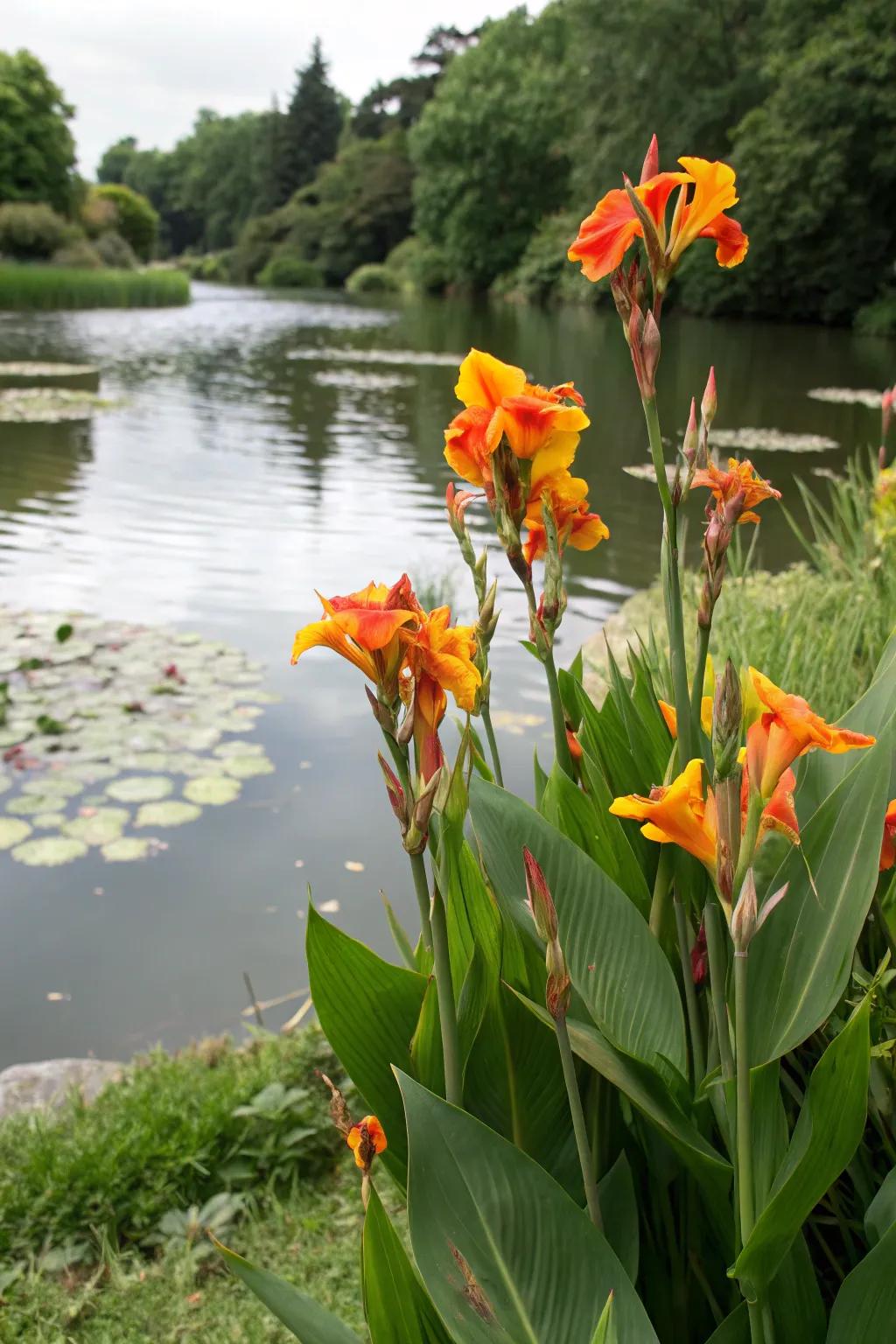 Canna lilies integrated into aquatic garden settings.