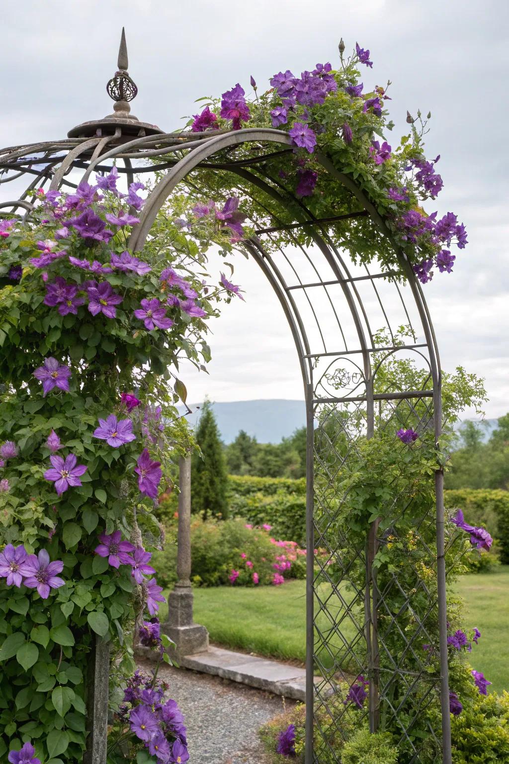 A metal garden arch entwined with clematis creates a stunning garden entryway.
