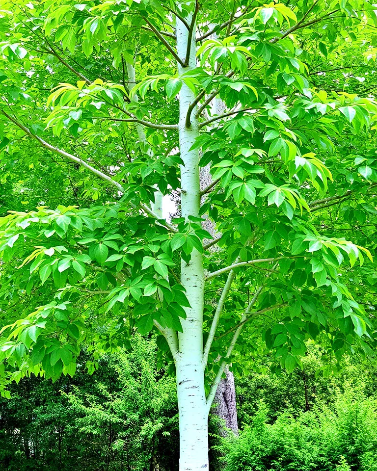White poplar tree with textured white bark