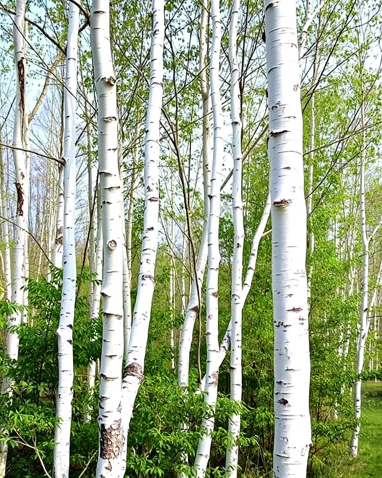 Silver birch with bright white bark and black fissures